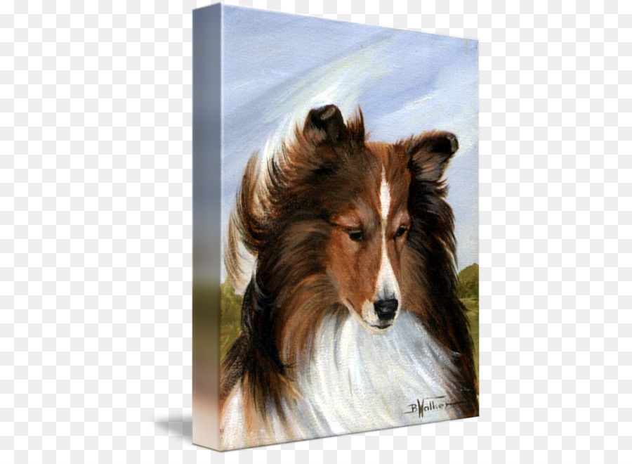 Rough Collie，Shetland Sheepdog PNG