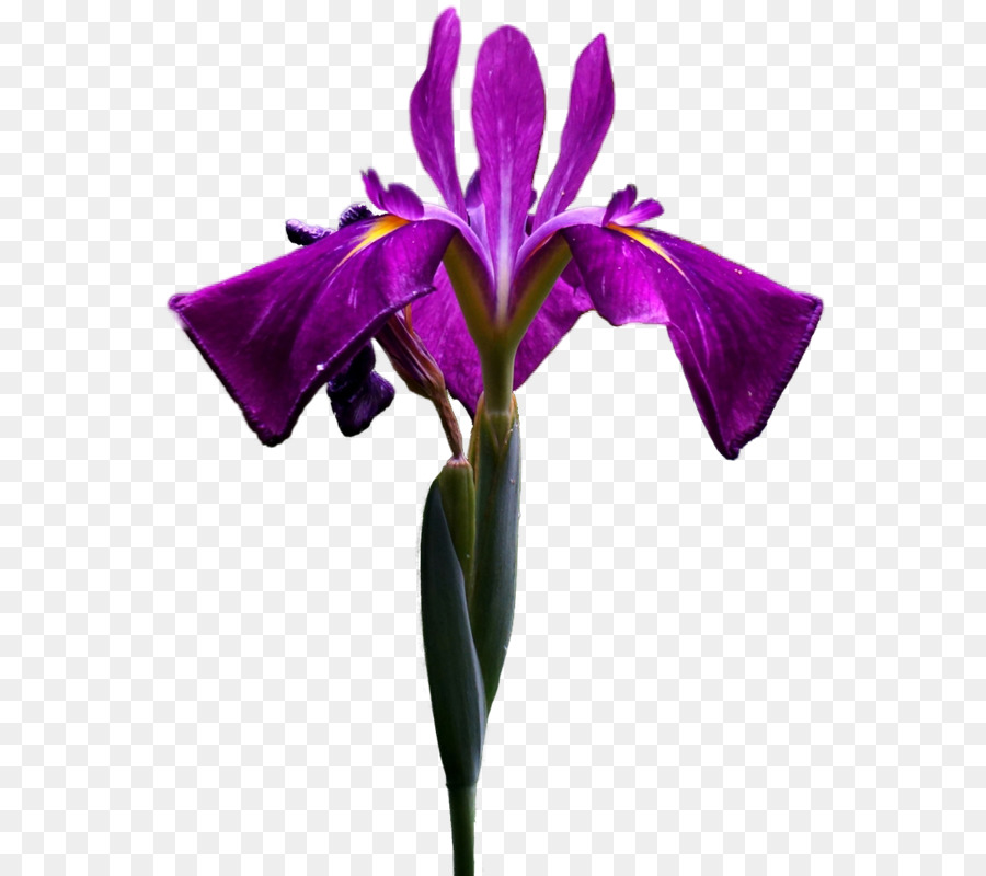 Flor Roxa E Branca，Florescer PNG