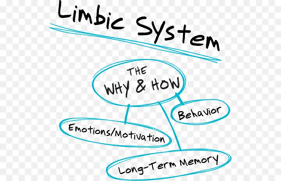 Diagrama Do Sistema Límbico，Cérebro PNG