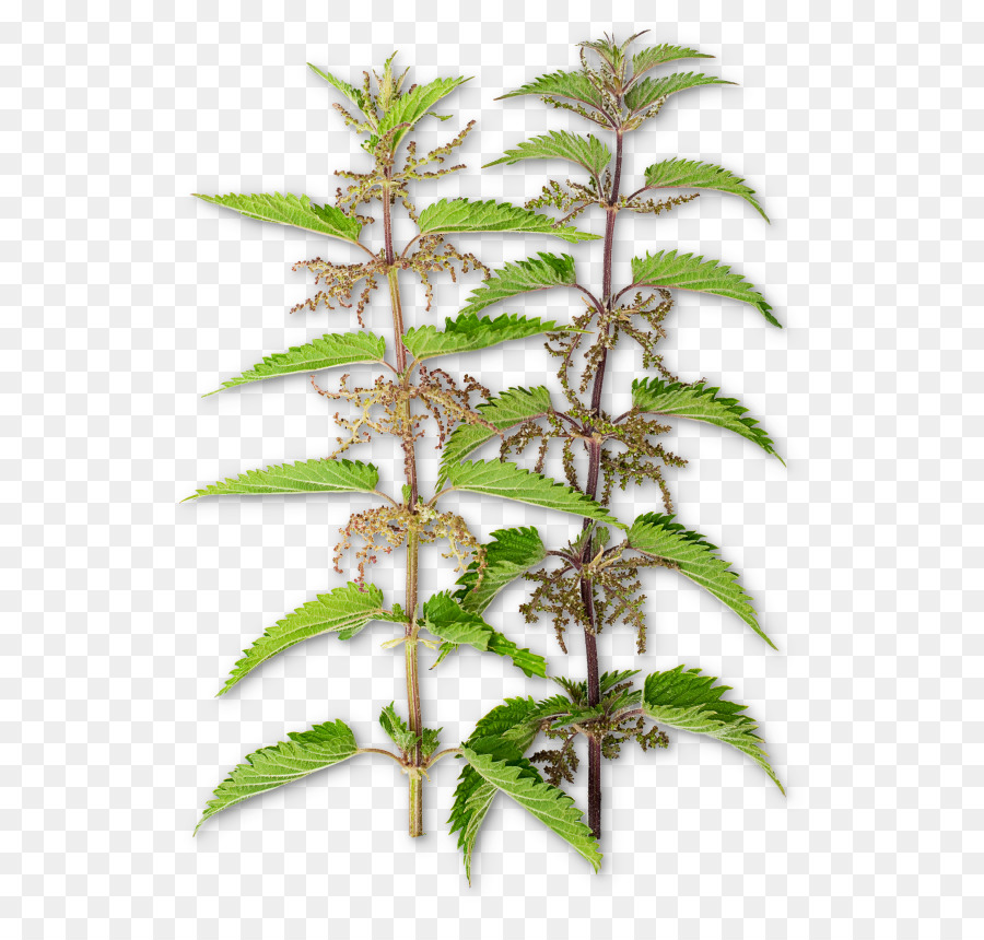 Planta Verde，Folhas PNG