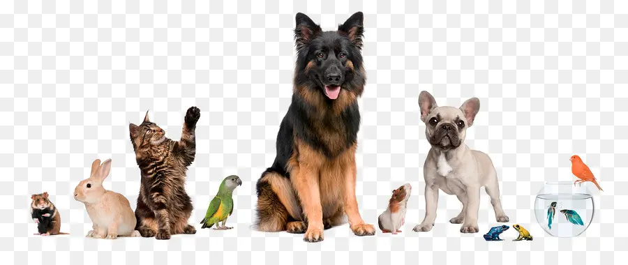 Animais De Estimação，Cachorro PNG