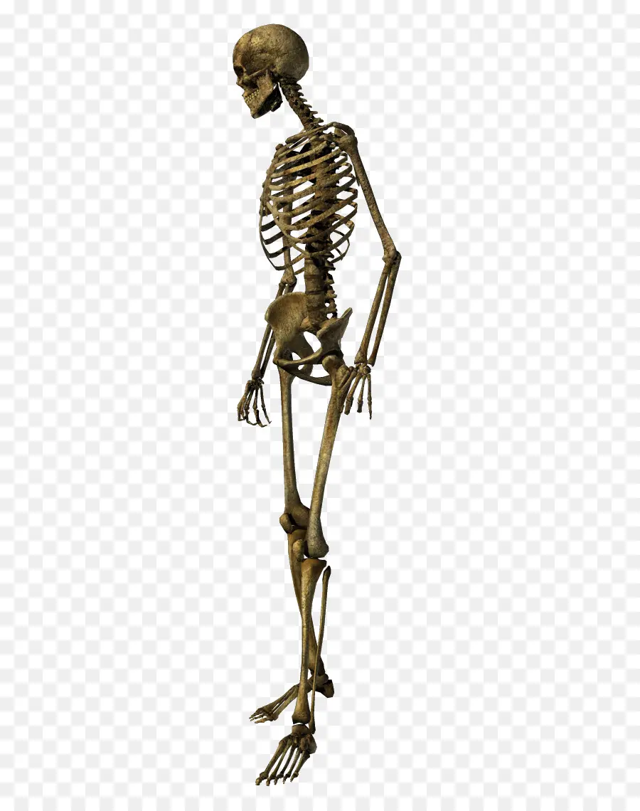 Esqueleto，Esqueleto Humano PNG