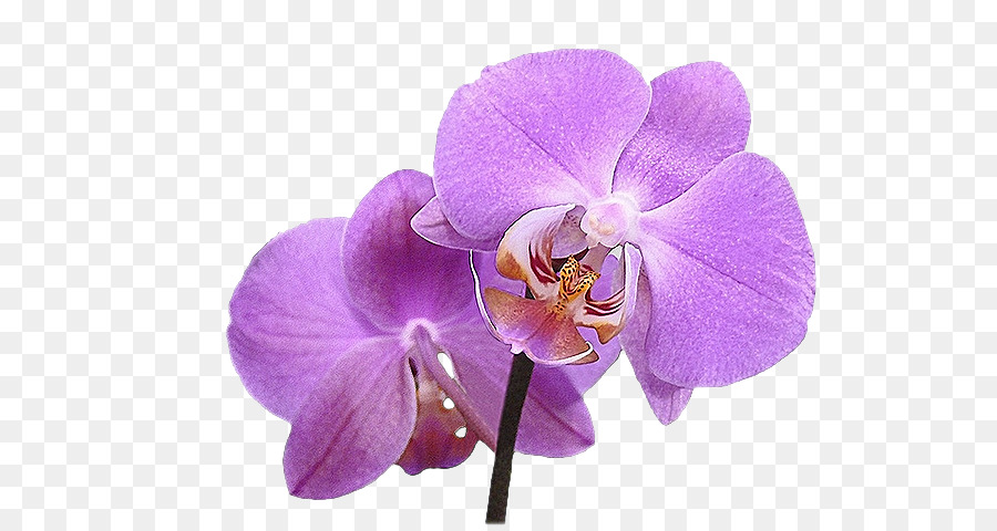 Orquídea，Flor PNG