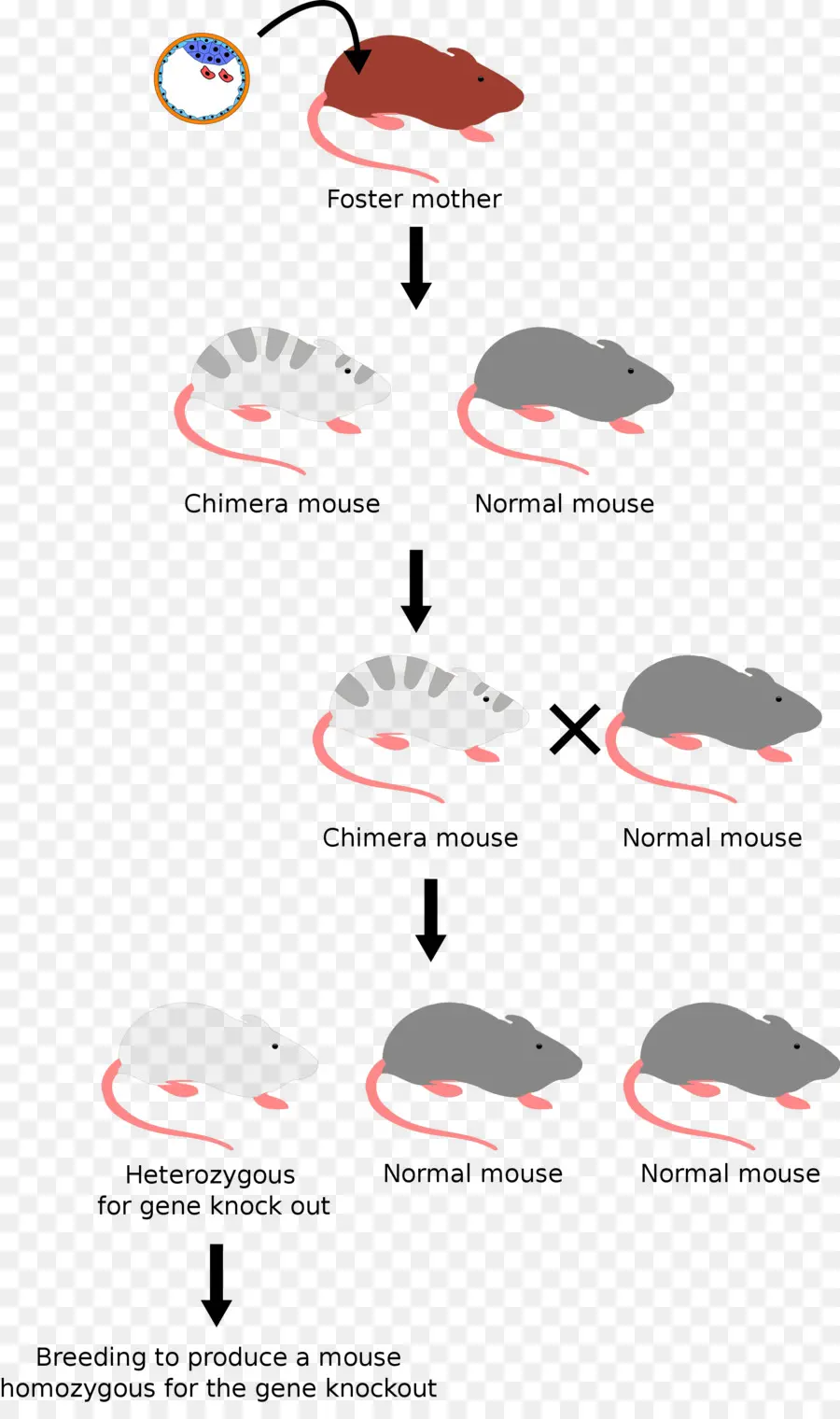 Biologia Celular Molecular，O Mouse Nocaute PNG