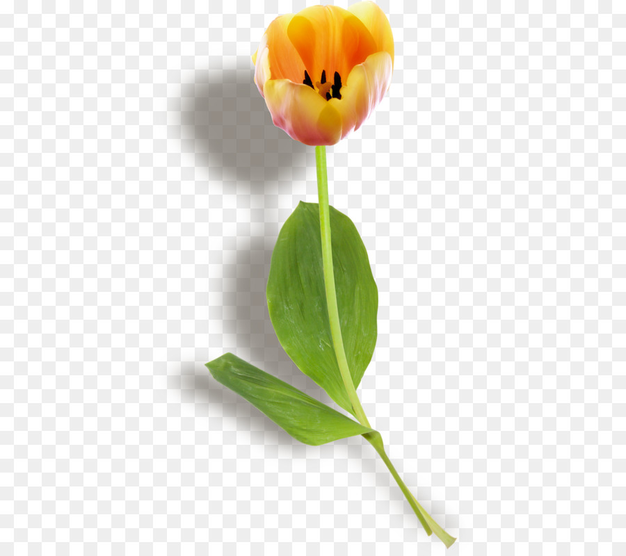 Tulip，Papel De Parede Da área De Trabalho PNG