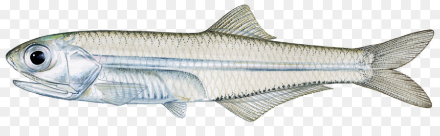 Peixe，Marinho PNG