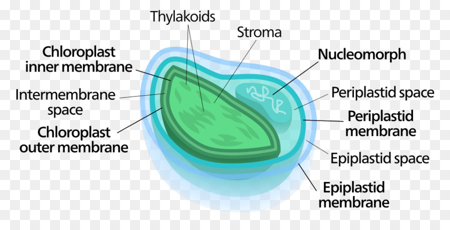 Chloroplast，Nucleomorph PNG
