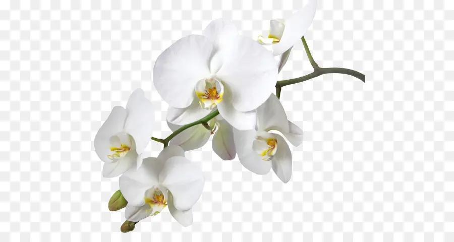 Orquídeas，Orquídeas Dendrobium PNG