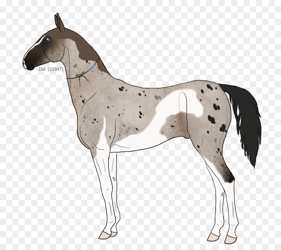 Cavalo，Equino PNG