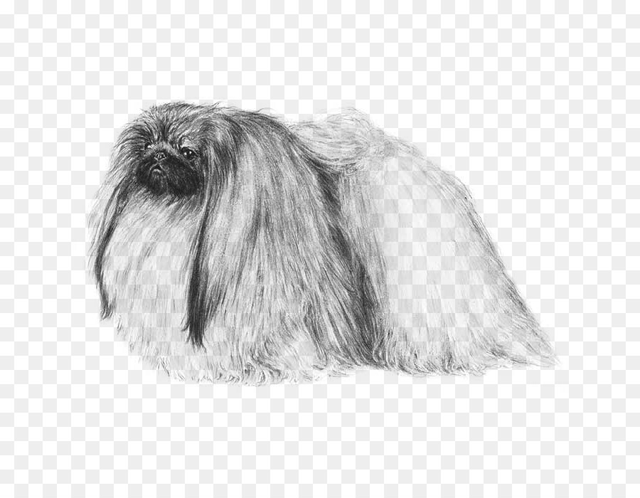 Affenpinscher，Shih Tzu PNG