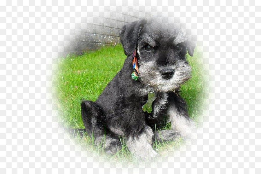 Schnauzer Miniatura，Schnauzer Standard PNG