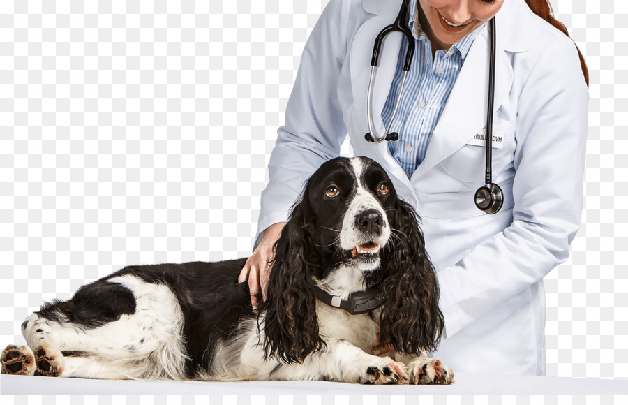 Veterinário，Cachorro PNG