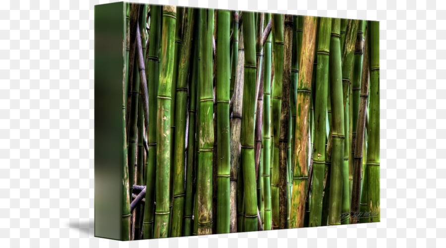 Tropical Woody Bambus，Lente Da Câmera PNG