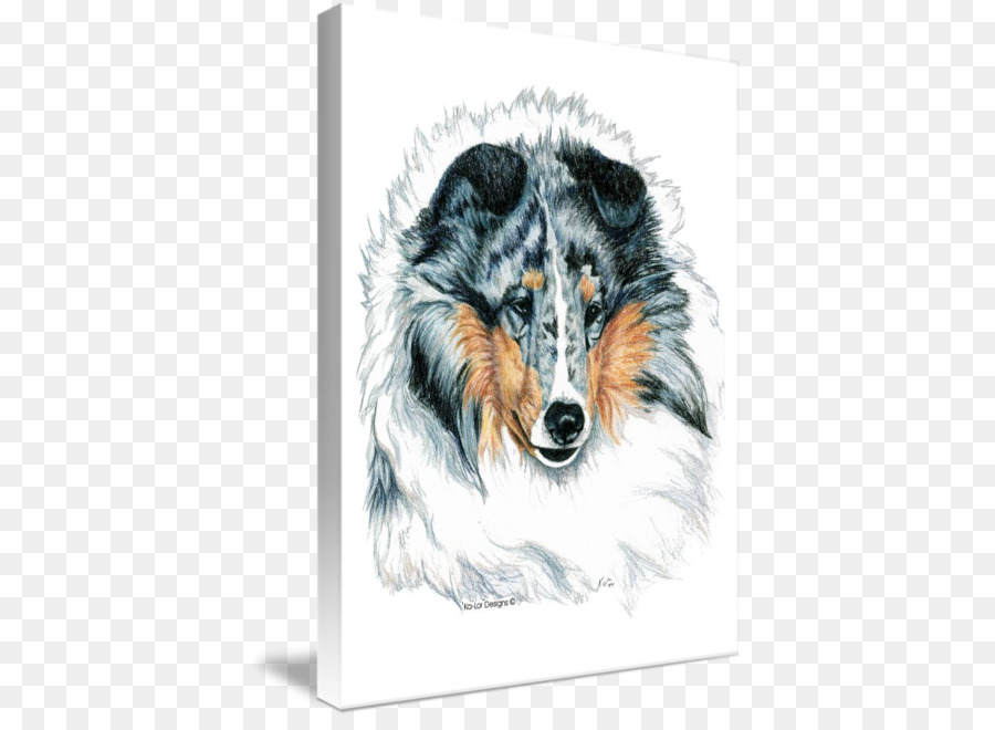 Rough Collie，Shetland Sheepdog PNG