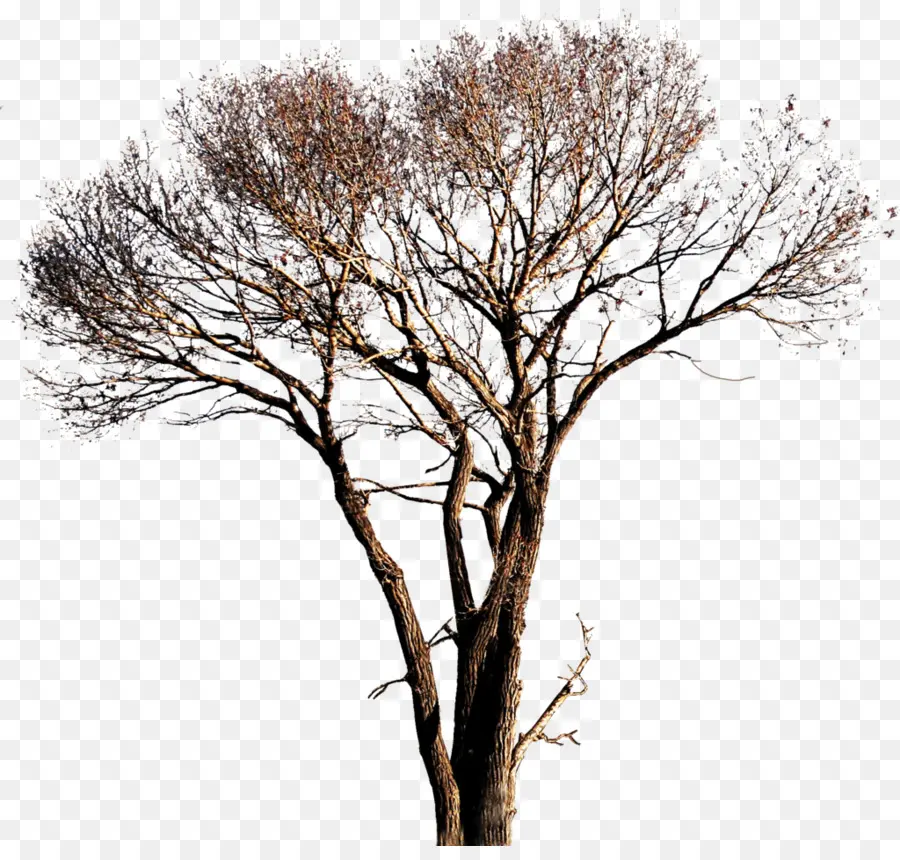 árvore，Tiff PNG