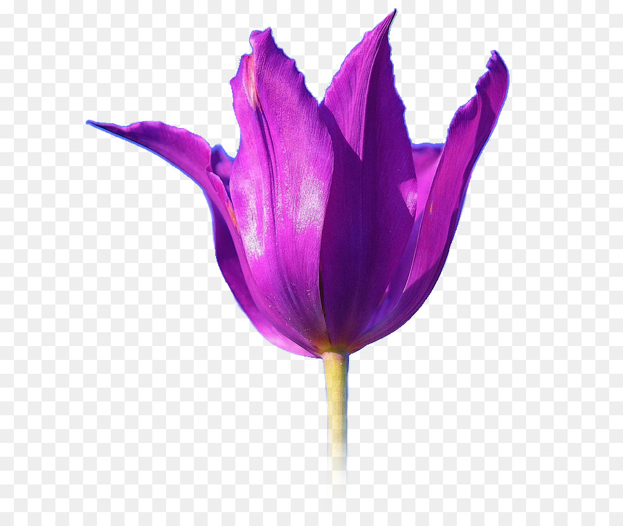 Flor Rosa，Florescer PNG