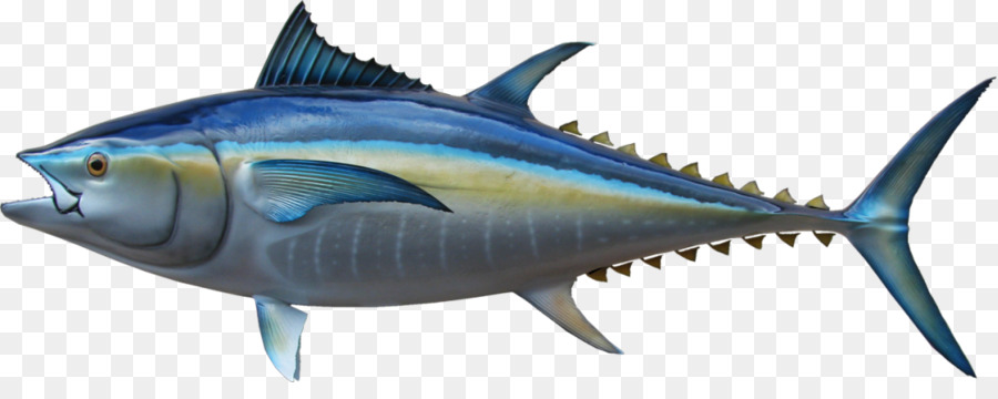 Peixe，Mar PNG