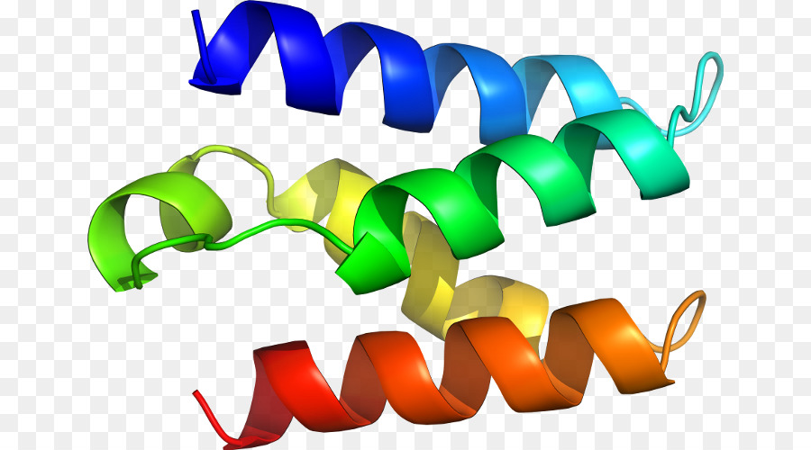 Estrutura Proteica，Biologia PNG