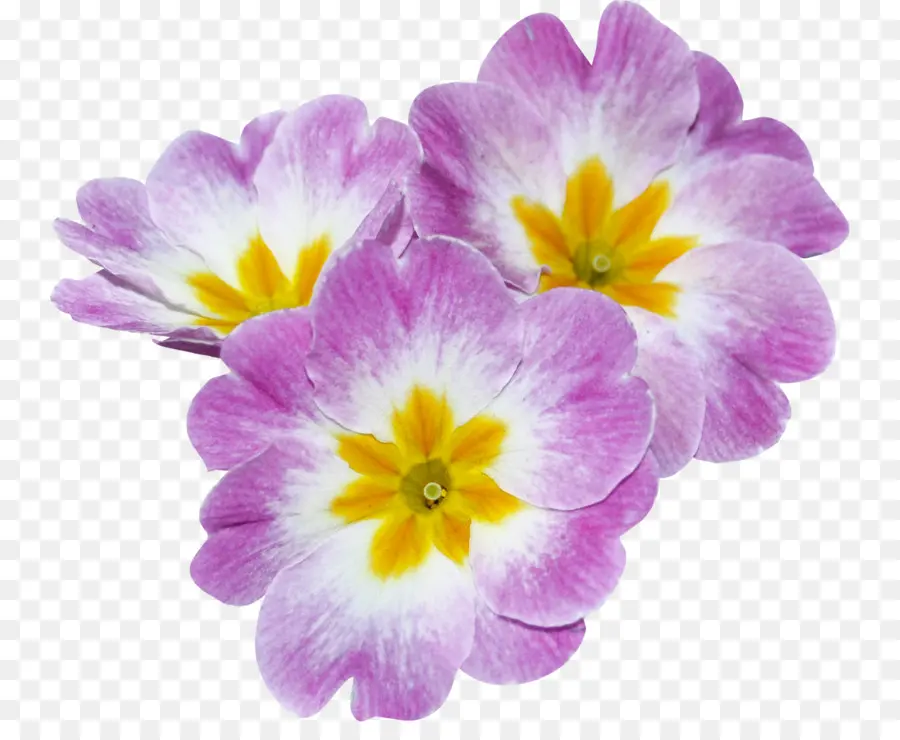 Luz，Primrose PNG