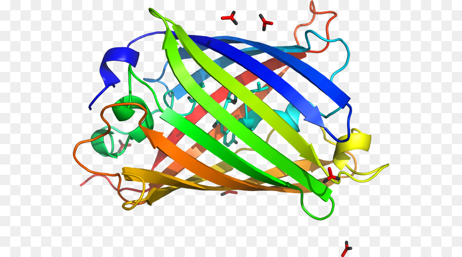 Estrutura Proteica，Biologia PNG