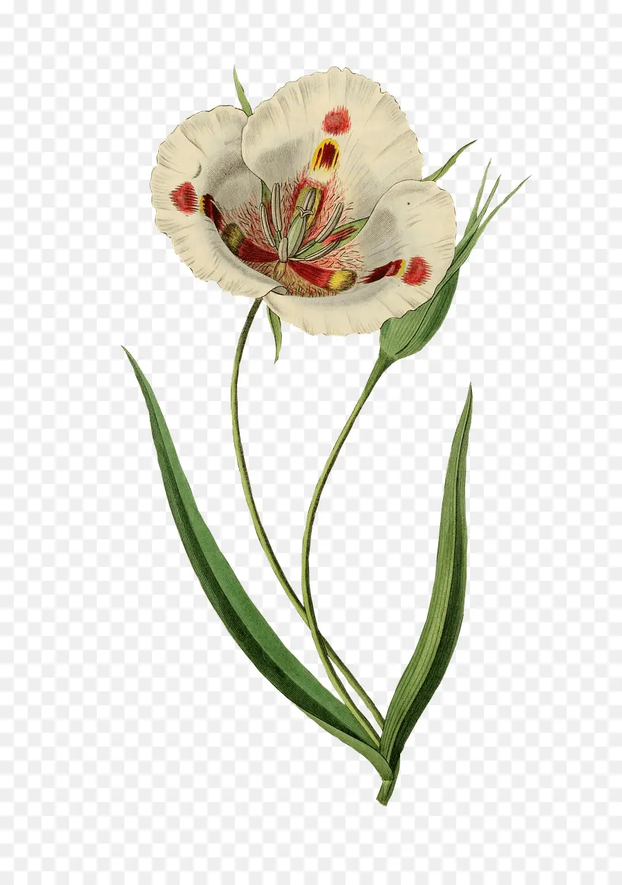 Flor，Botânico PNG