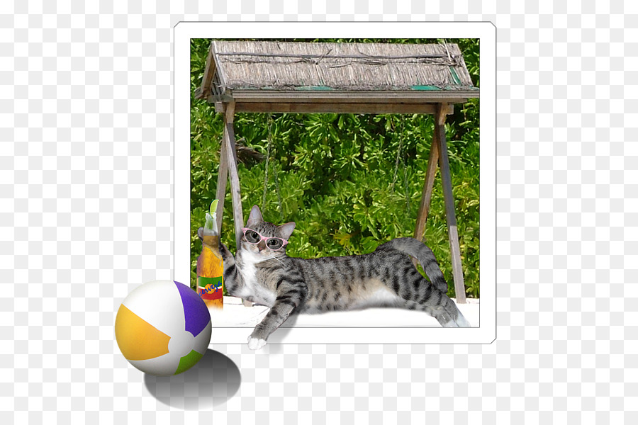 Gato Bengal，Bigodes PNG