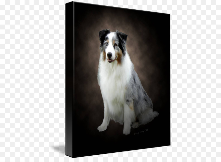 Rough Collie，Border Collie PNG