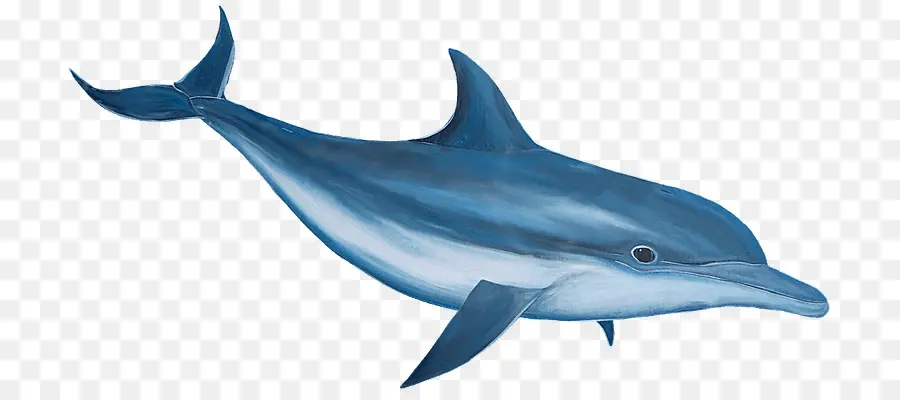 Golfinho Rotador，Dolphin PNG
