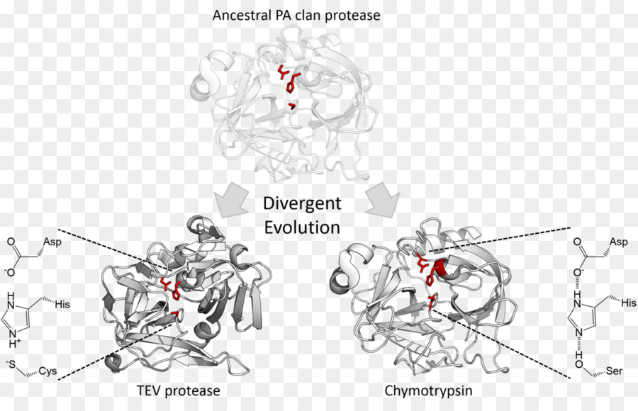 Evolução Da Protease，Biologia PNG