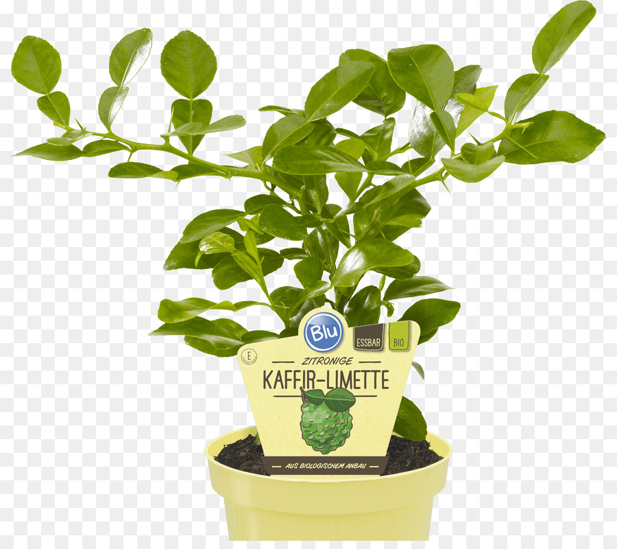 Kaffir Lime，Cal PNG