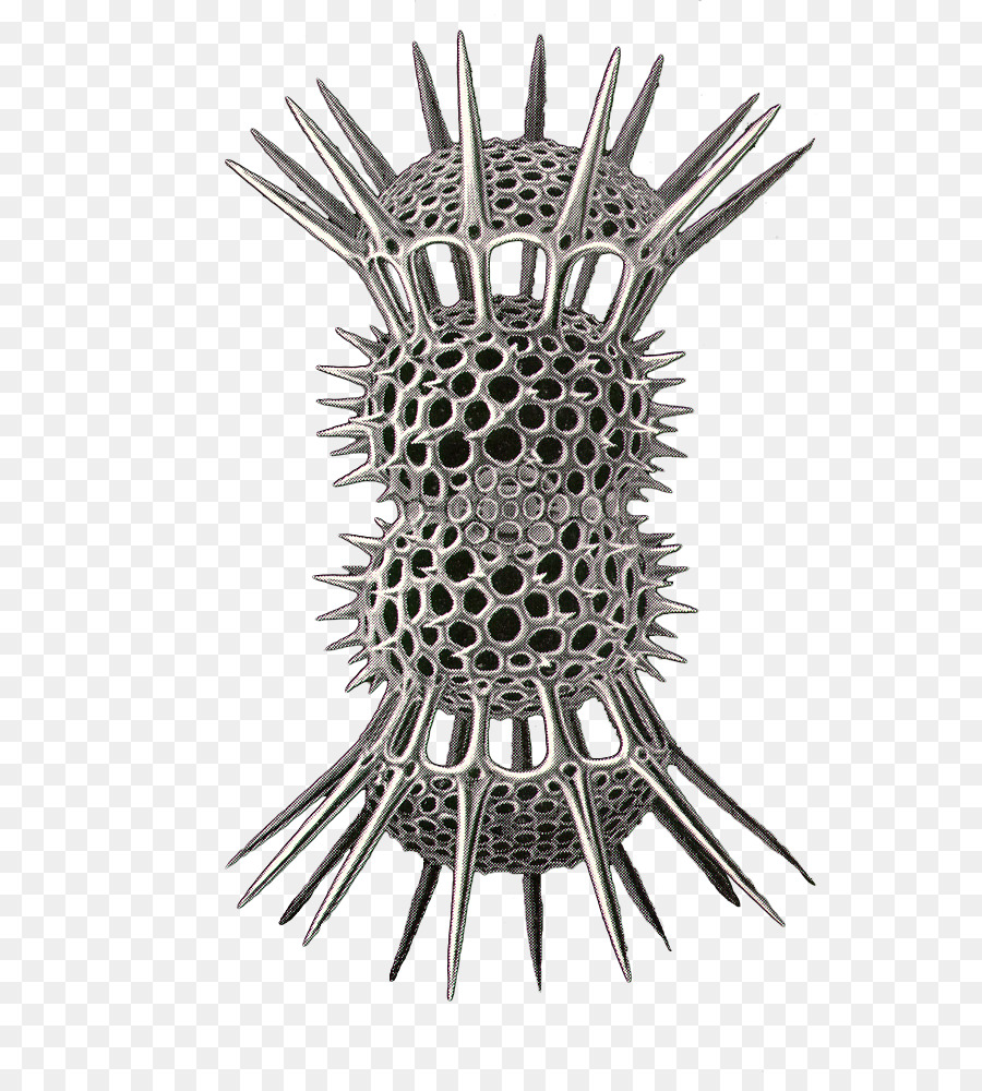 Metal，Radiolaria PNG