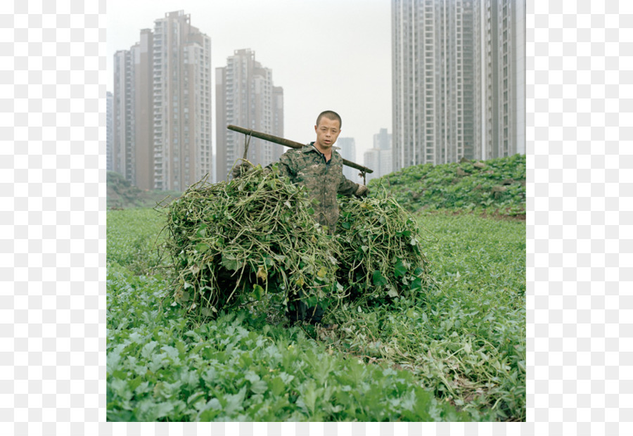 China，A Agricultura Urbana PNG