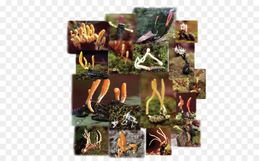 A Caterpillar Fungus，Cordyceps PNG