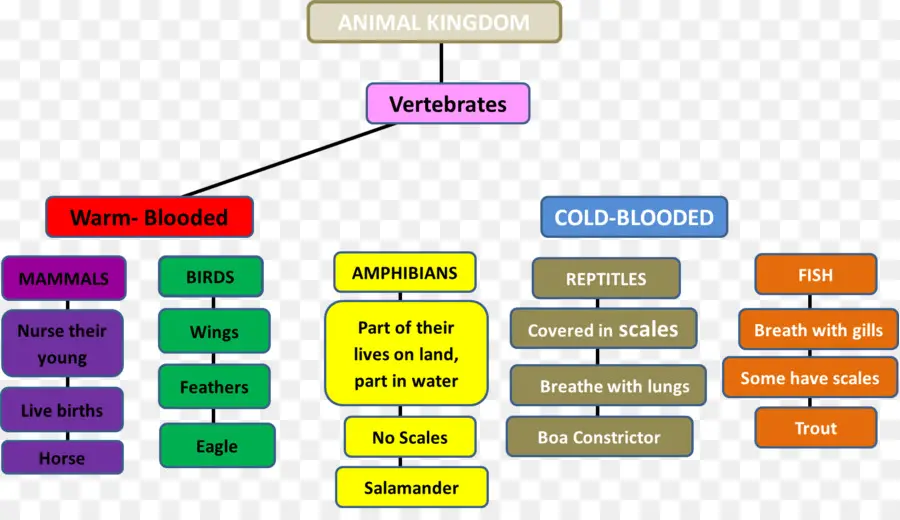 Gráfico Do Reino Animal，Biologia PNG