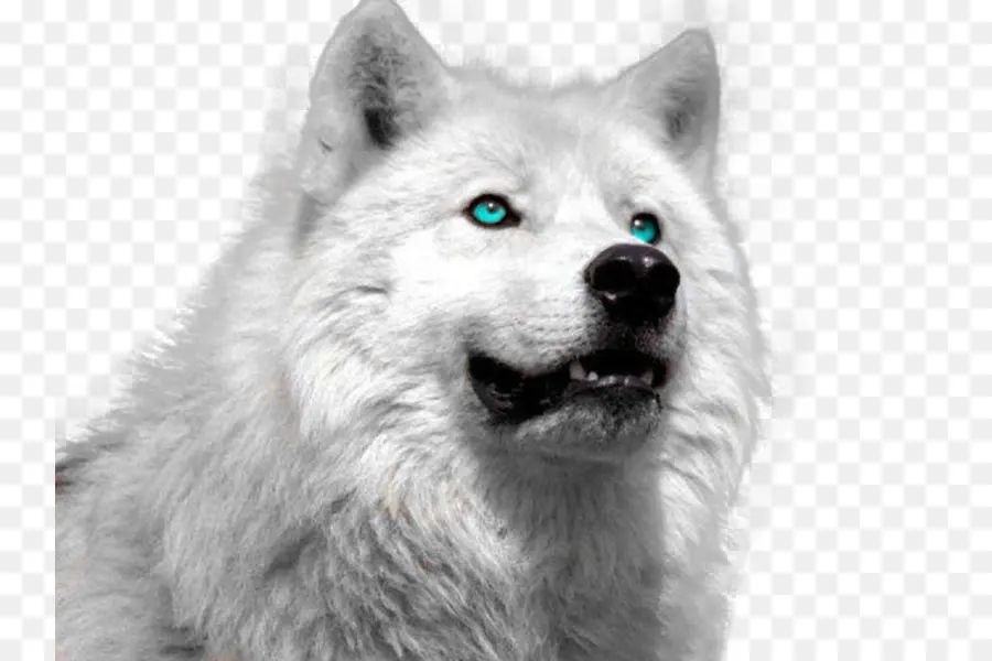 Arctic Wolf，Filhote De Cachorro PNG