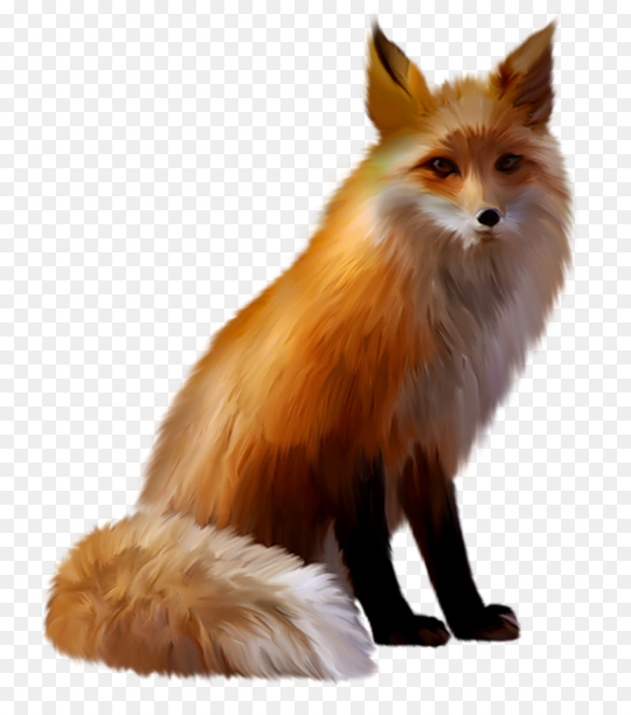 Raposa Vermelha，Fox PNG