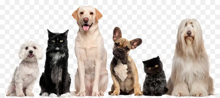 Cães E Gatos，Animais De Estimação PNG