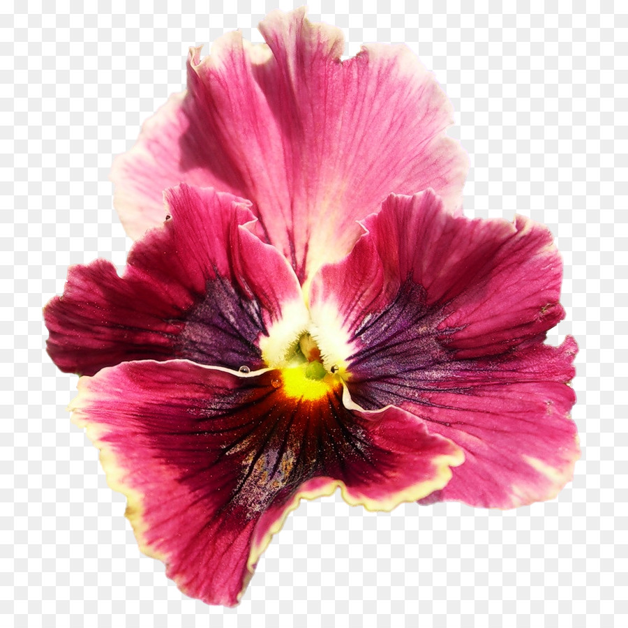 Pansy，Hibiscus PNG
