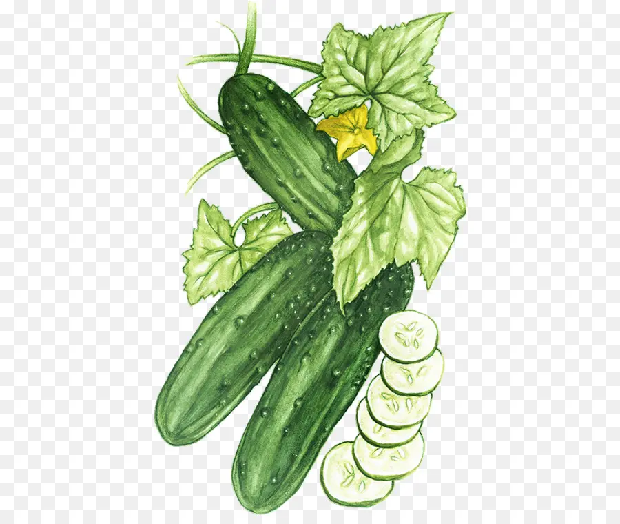 Pepino，Verde PNG