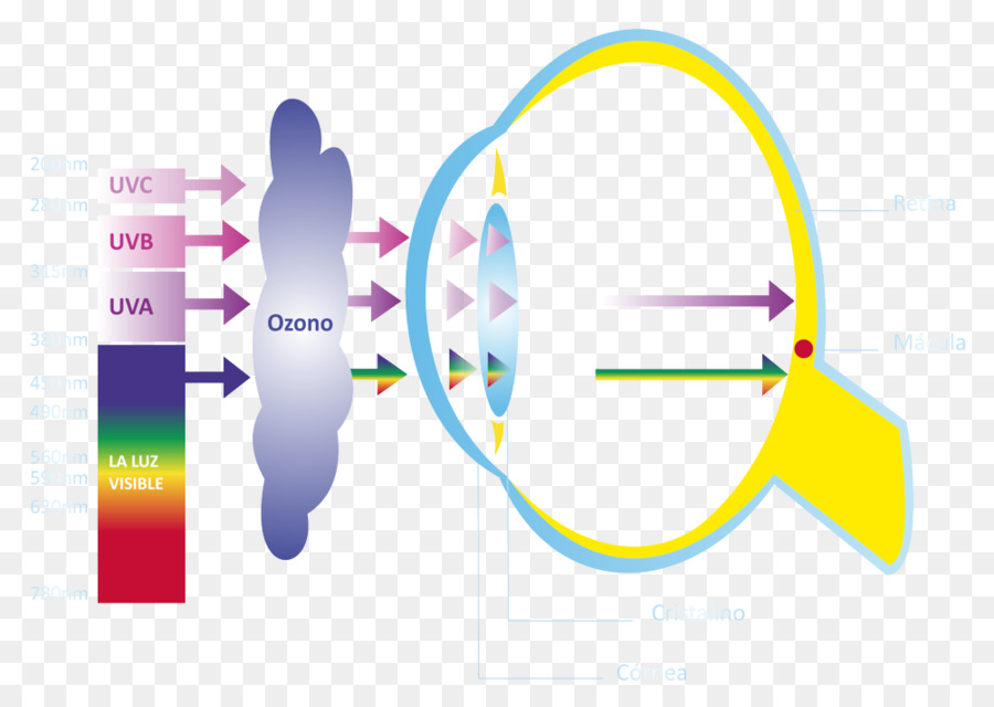 Diagrama De Olho，Visão PNG