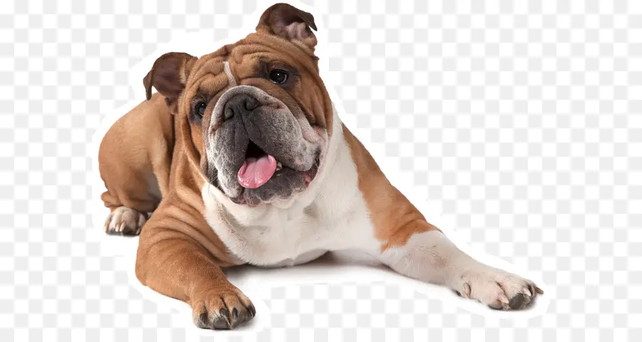 Filhote De Buldogue，Bonitinho PNG