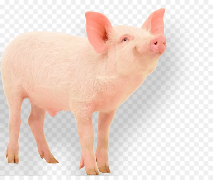 O Porco Doméstico，Porco PNG
