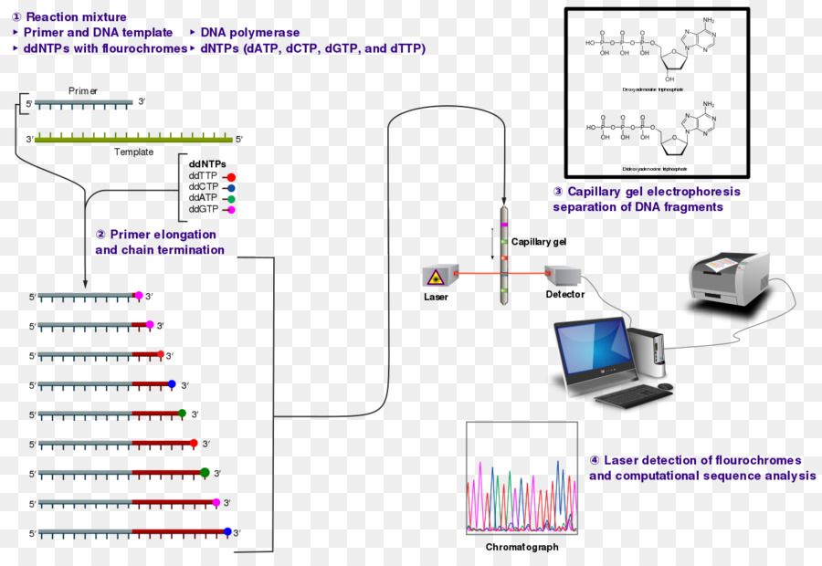 Sequenciamento De Dna，A Sequenciação Sanger PNG