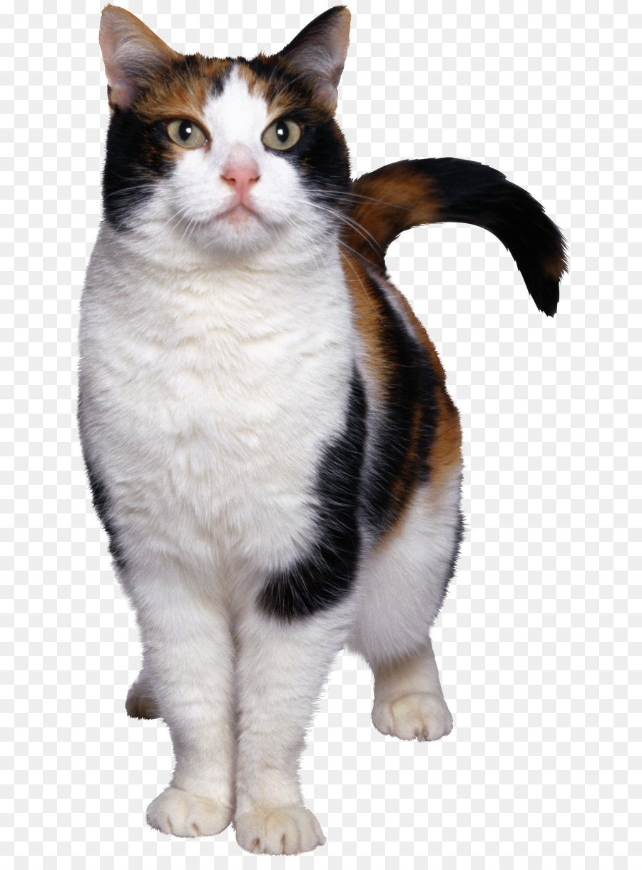 Gatinho，Gato PNG