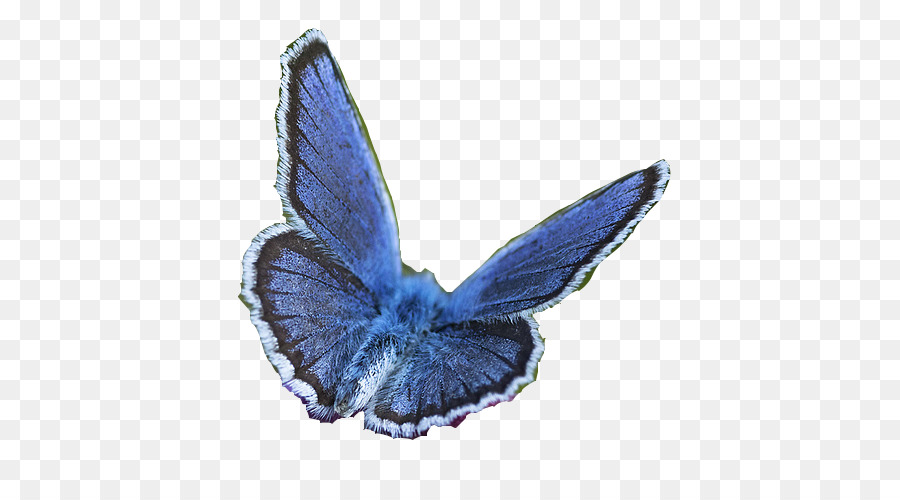 Borboleta，Traça PNG