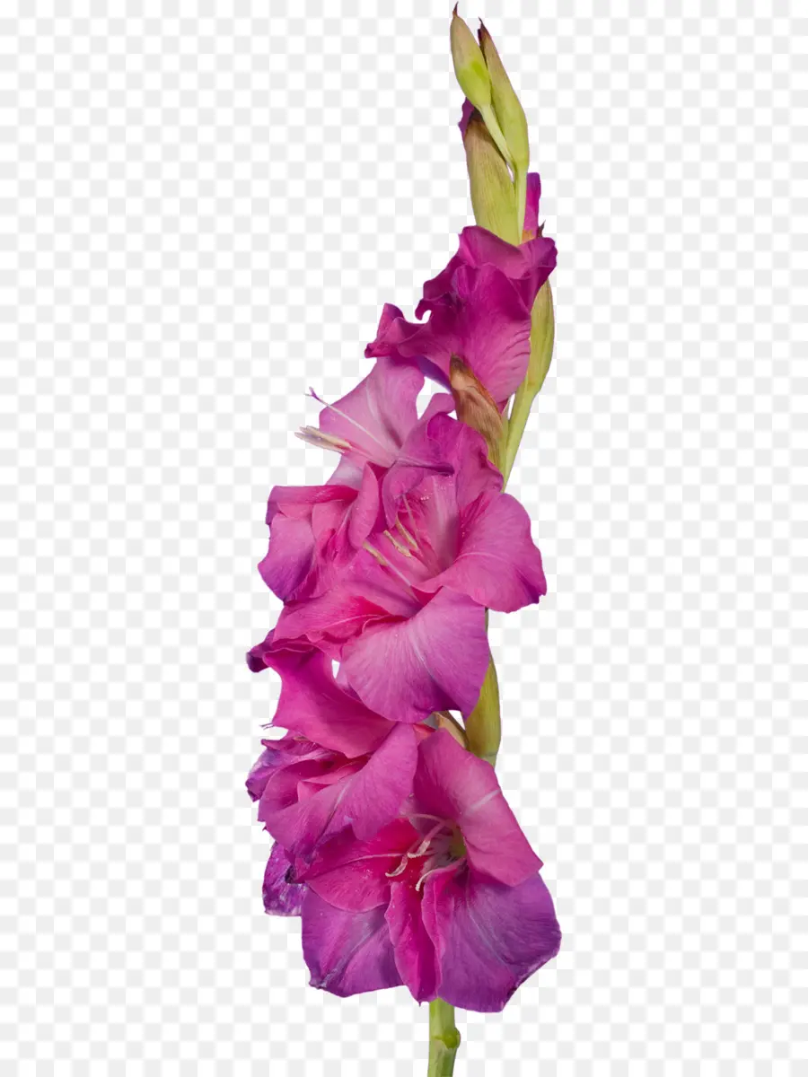 Gladíolo，Cortar Flores PNG