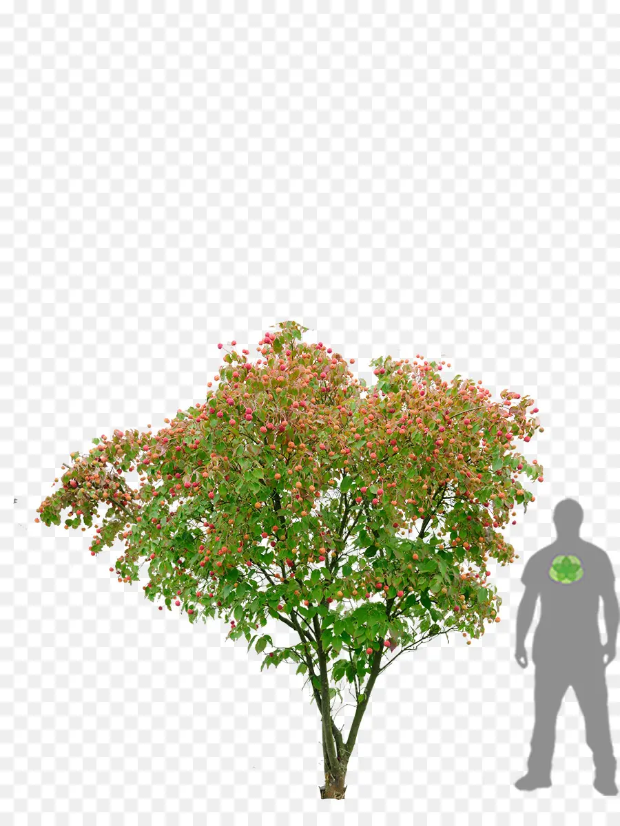 Kousa Dogwood，Floração Dogwood PNG