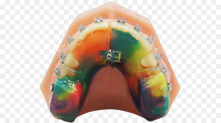 Modelo Dentário，Dentes PNG