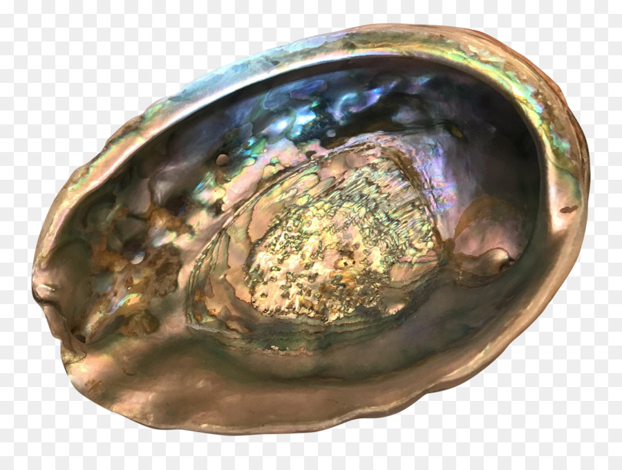 Metal，Abalone PNG