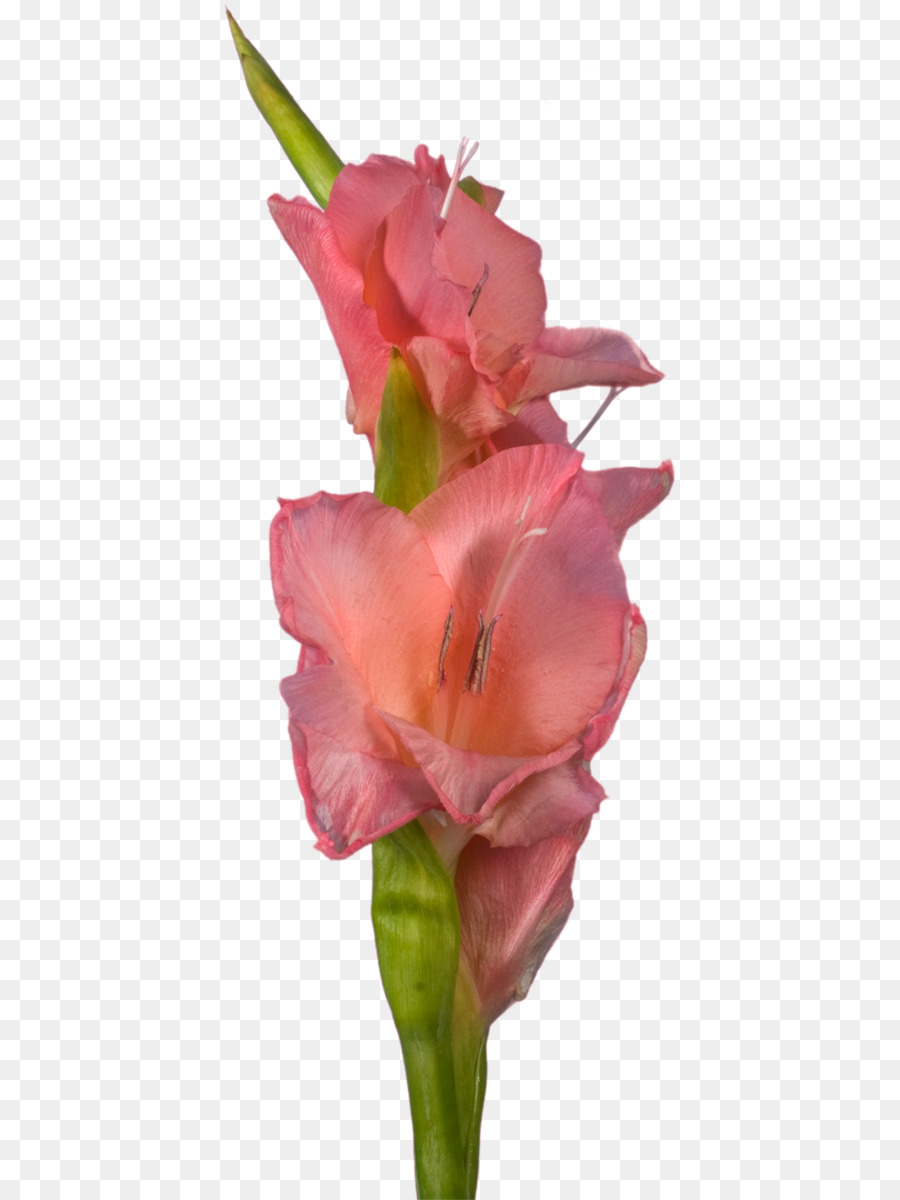 Gladiolus，Flores De Corte PNG